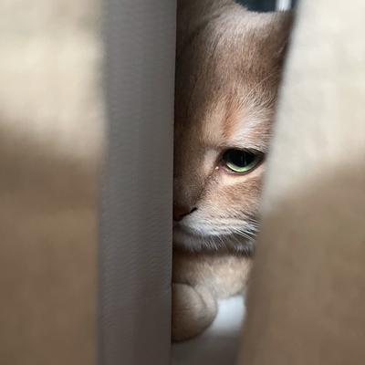 kirara