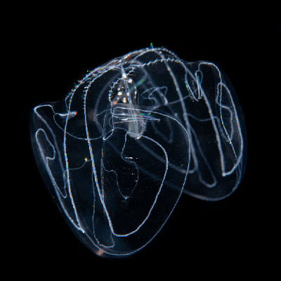 cocoonfish
