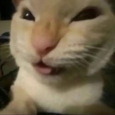 justablackcatmew